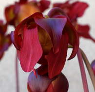 Image of crimson pitcherplant