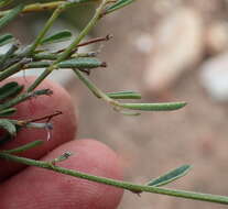 صورة Indigofera leptocarpa Eckl. & Zeyh.