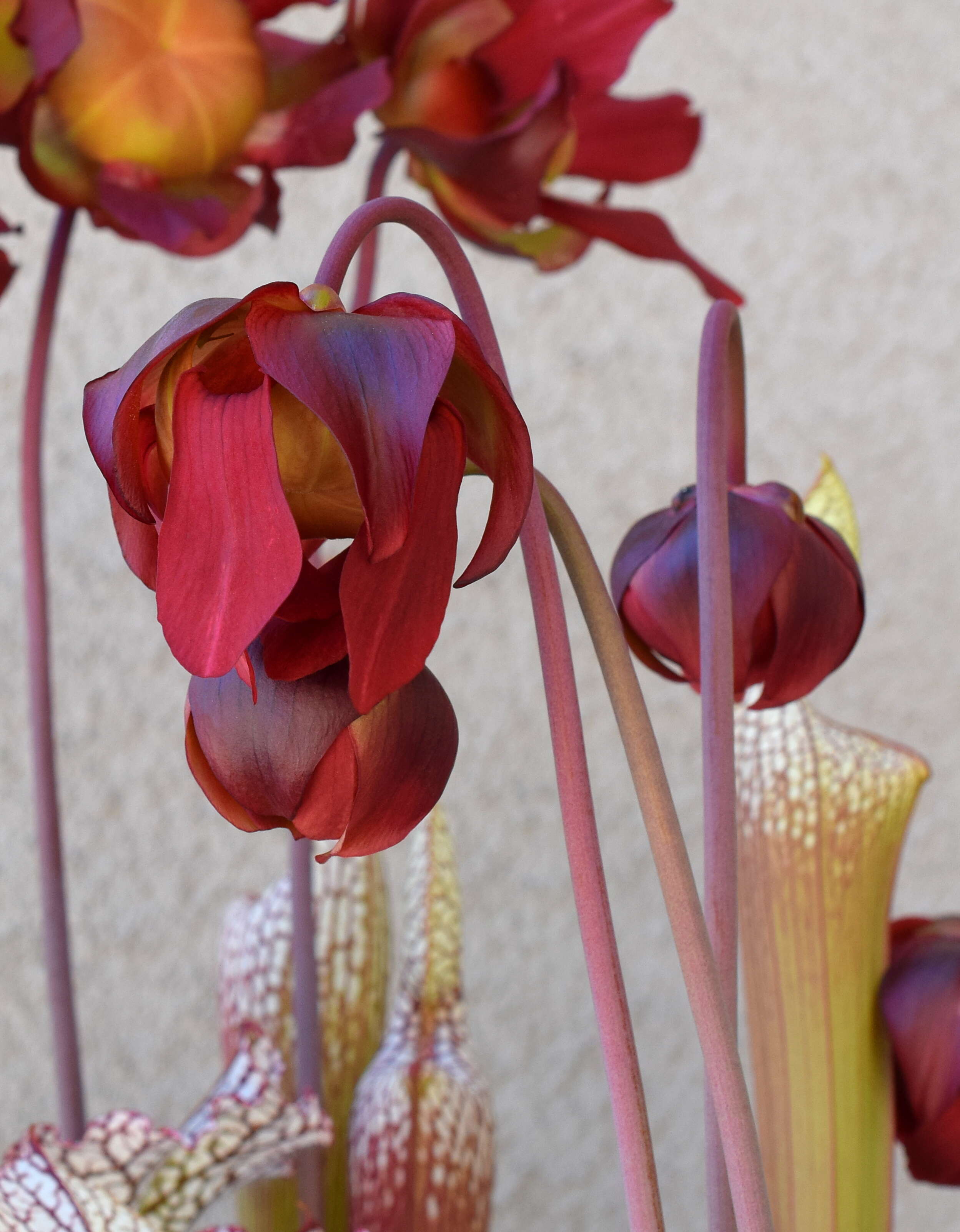 Image of crimson pitcherplant