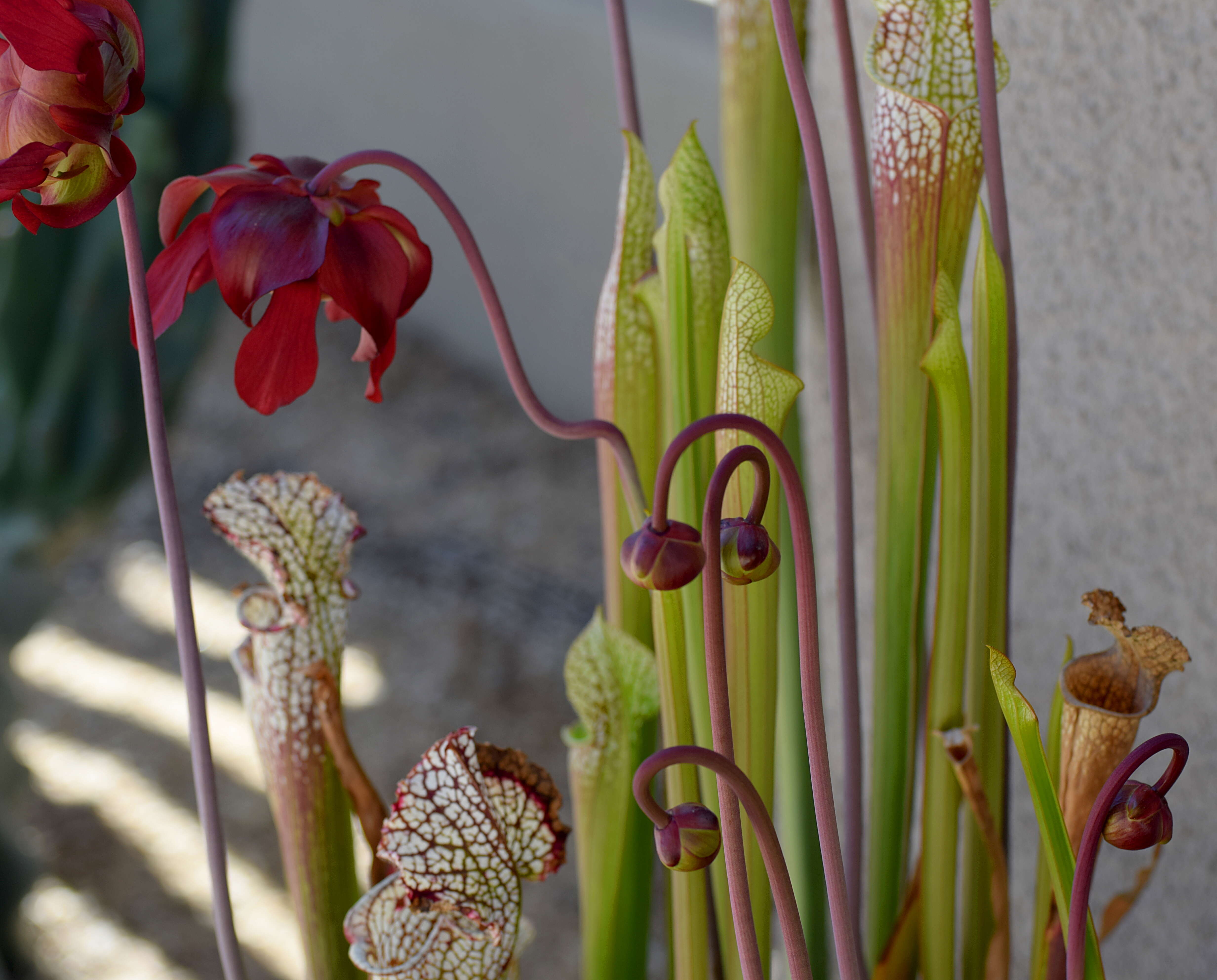 Image of crimson pitcherplant