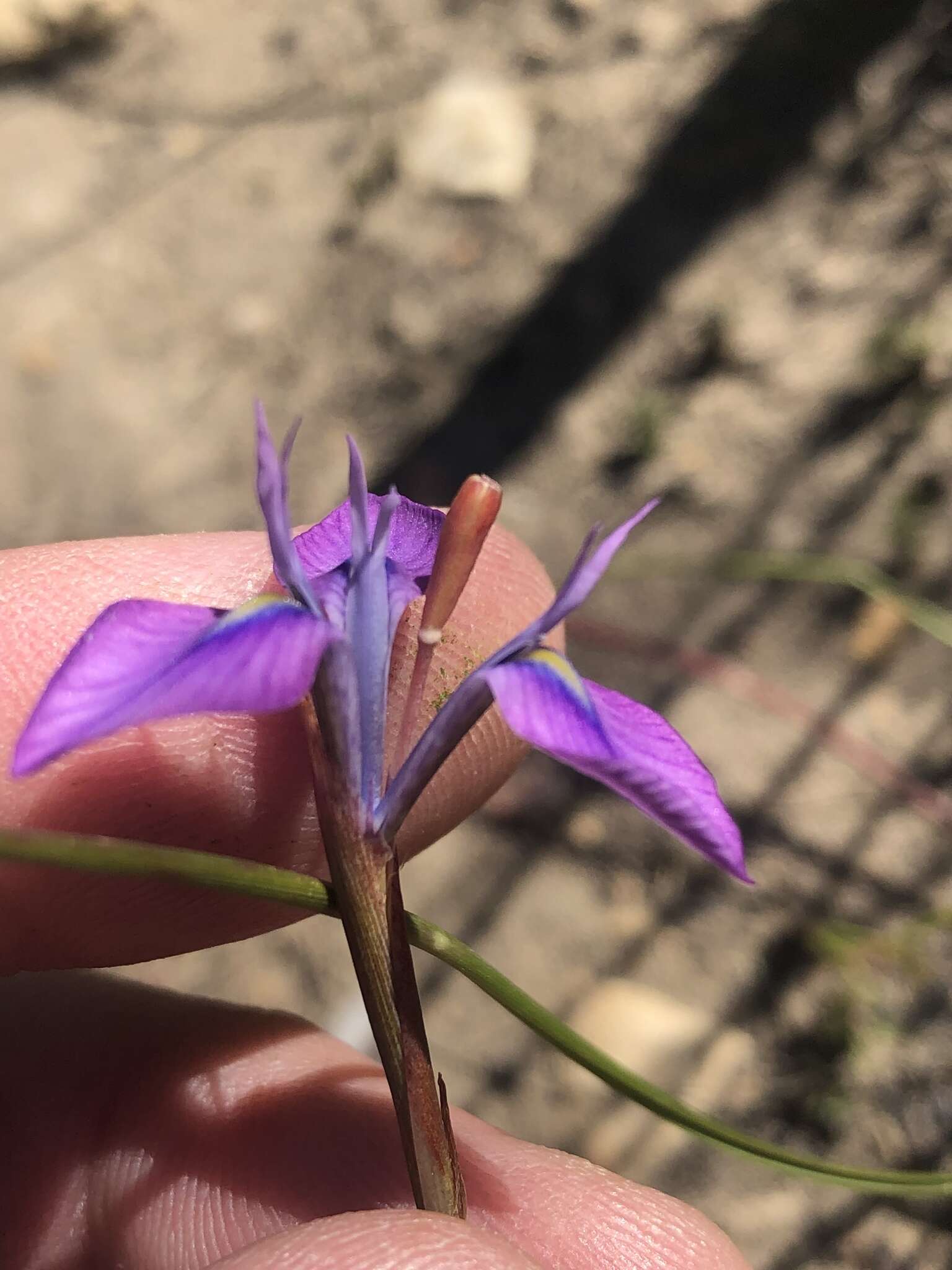 Image of Moraea tripetala subsp. jacquiniana (Schltr. ex G. J. Lewis) Goldblatt & J. C. Manning