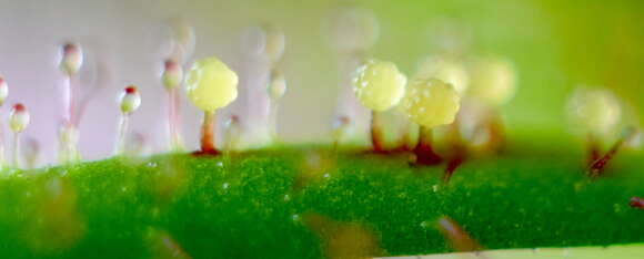 Image of Drosera hartmeyerorum Schlauer