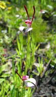 Image of Leptoceras menziesii (R. Br.) Lindl.