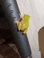 Image of Kivu Reed Frog