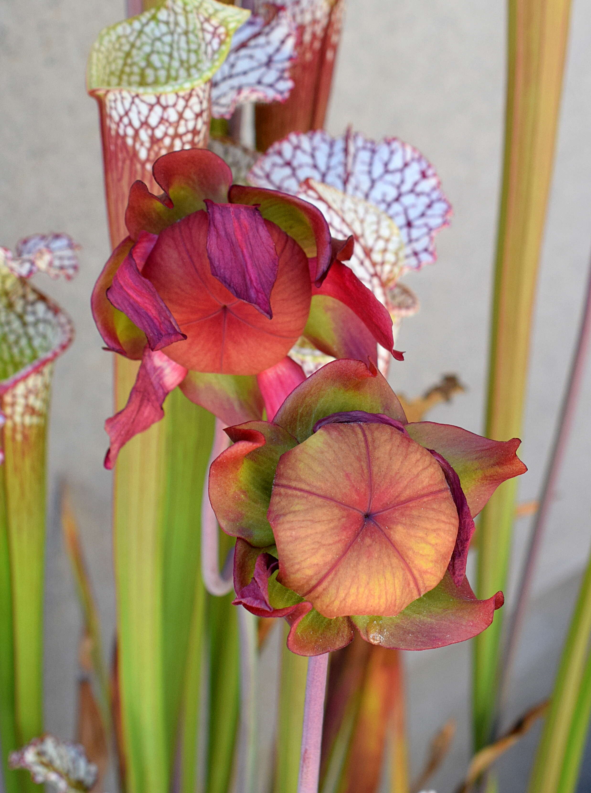 Image of crimson pitcherplant