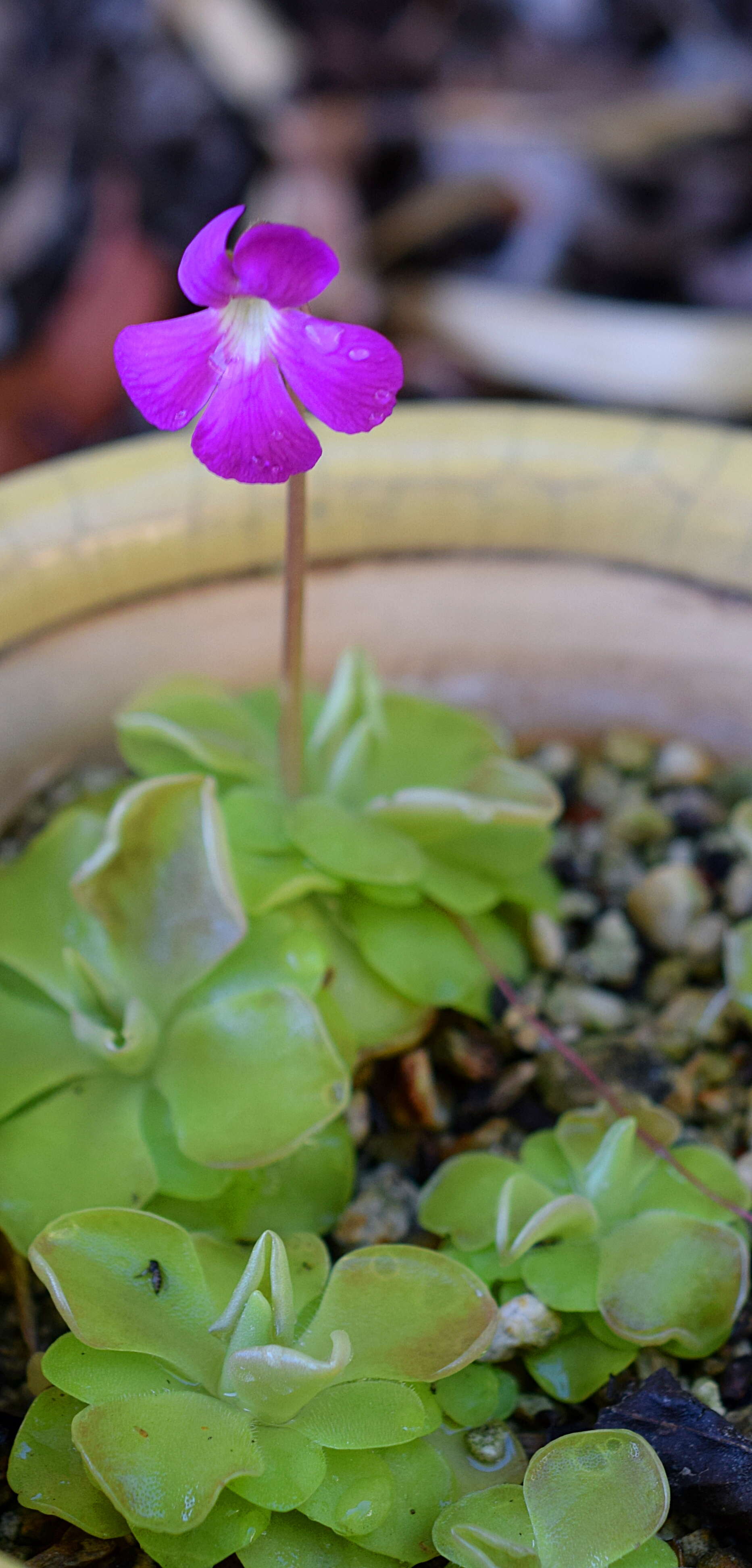 Image of Pinguicula moranensis Kunth