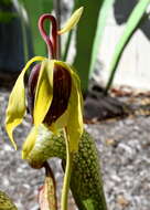 Image of California pitcherplant