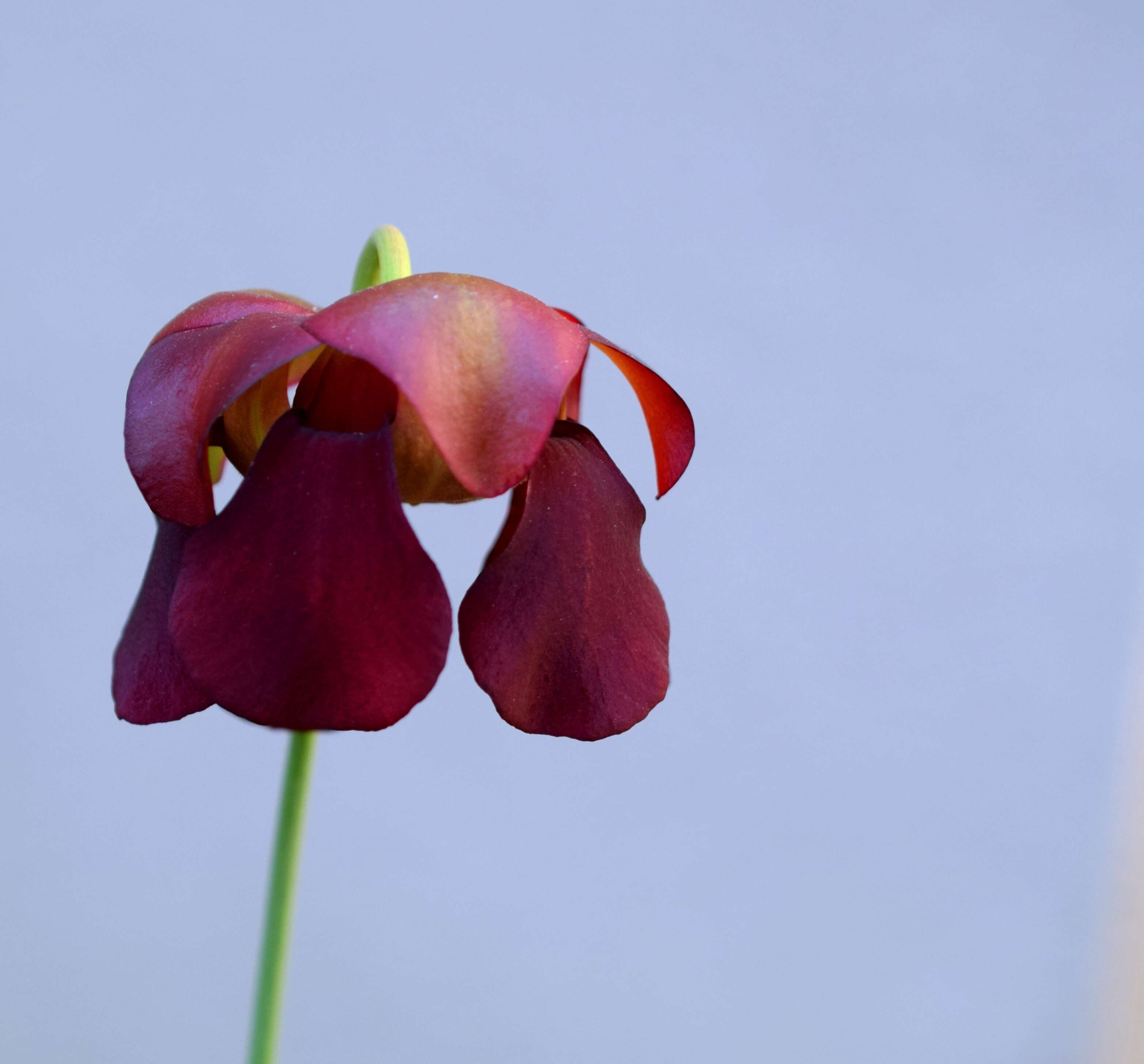 Image of Pitcher plant