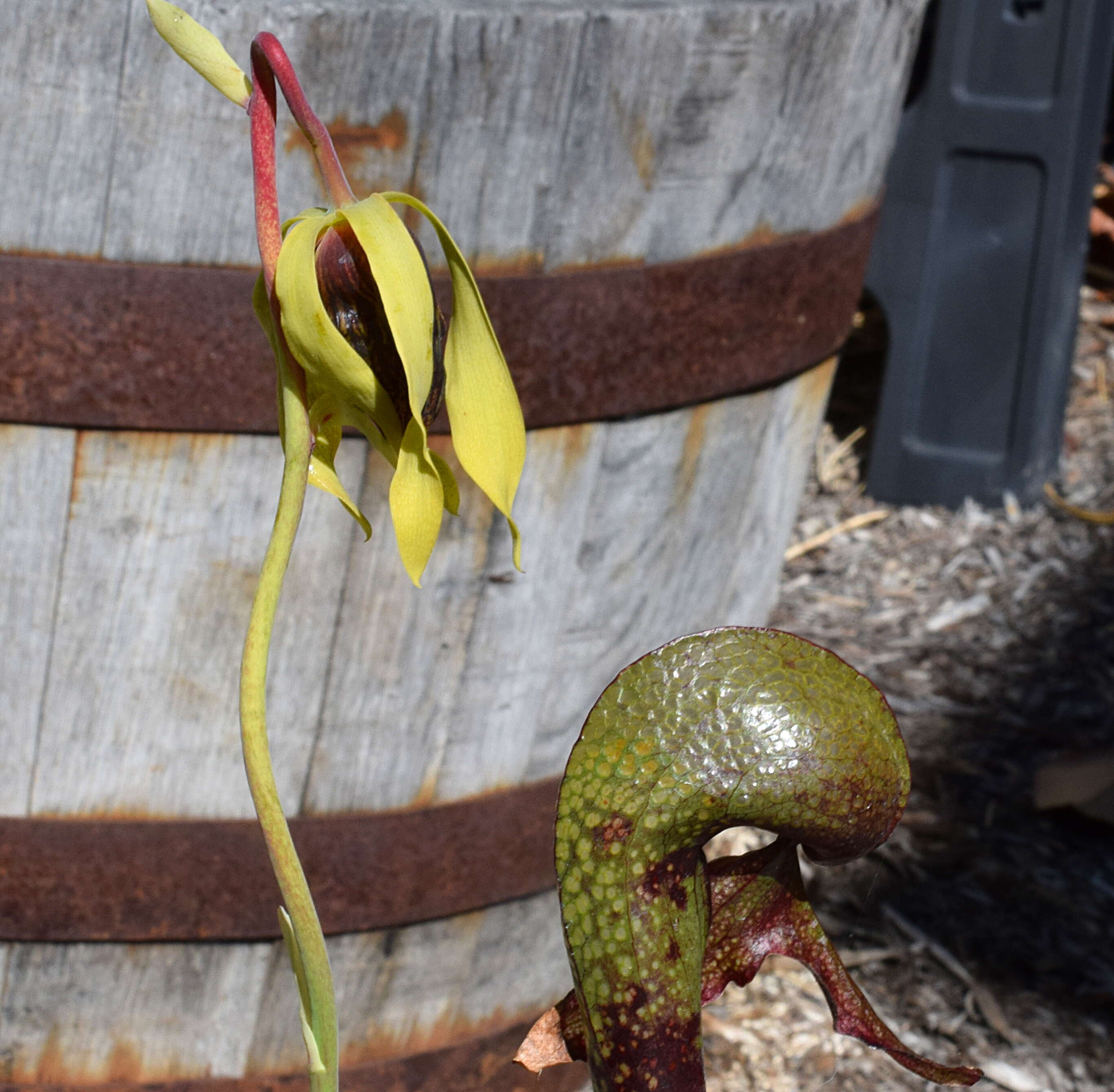 Image of California pitcherplant