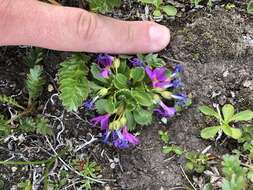 Primula cuneifolia subsp. saxifragifolia (Lehm.) W. W. Sm. & G. Forrest resmi