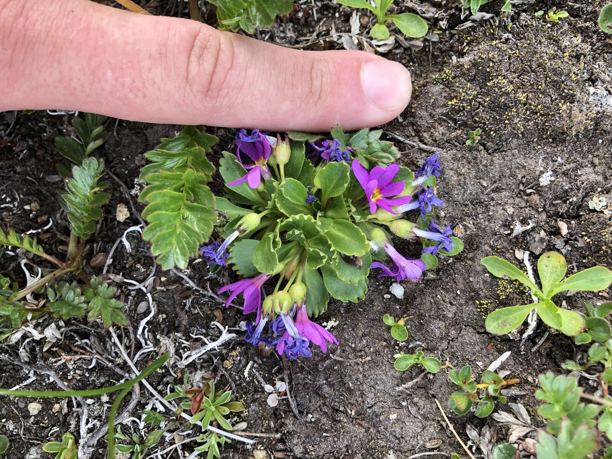 Primula cuneifolia subsp. saxifragifolia (Lehm.) W. W. Sm. & G. Forrest resmi