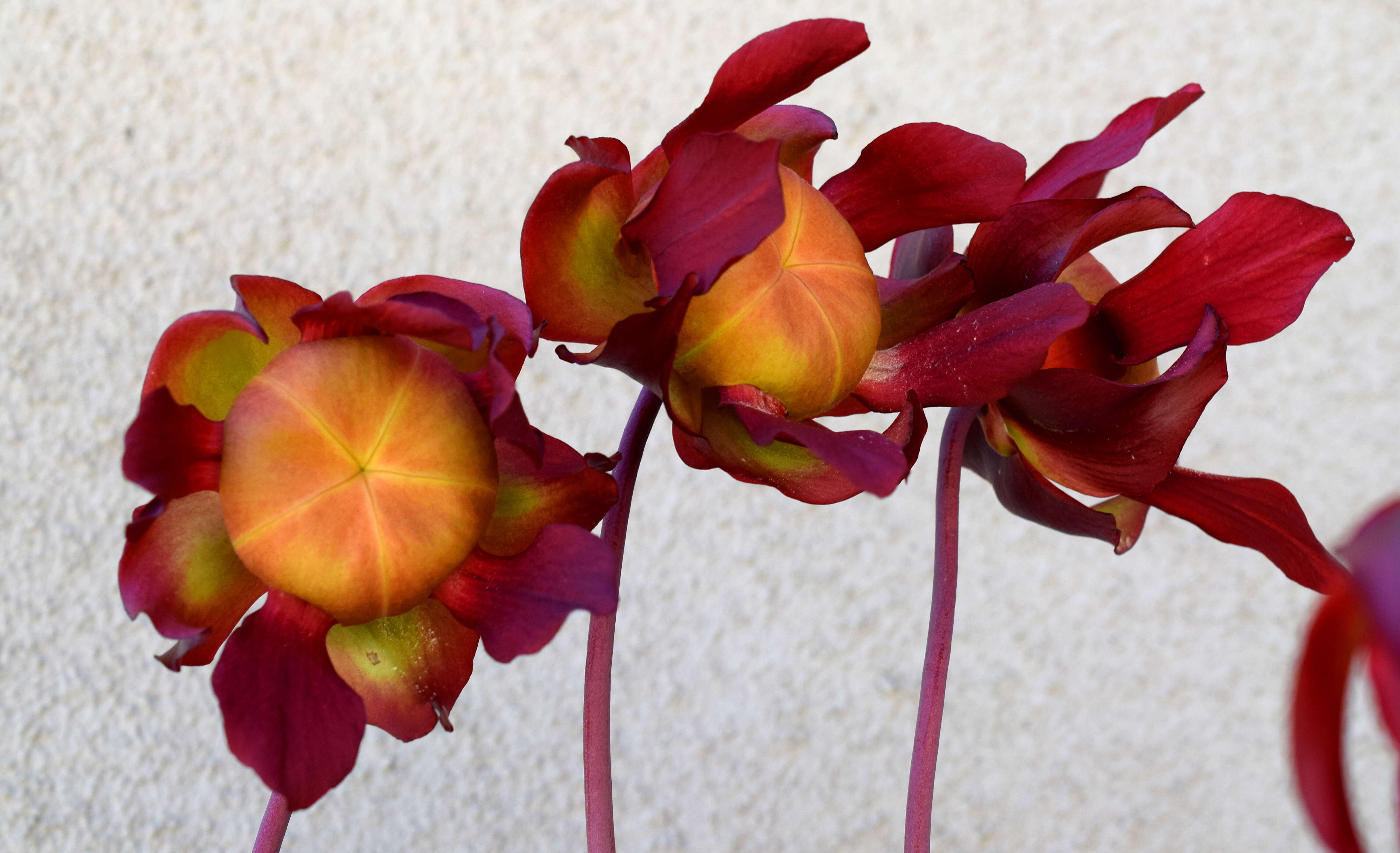 Image of crimson pitcherplant