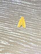 Image of Yellow Scallop Moth