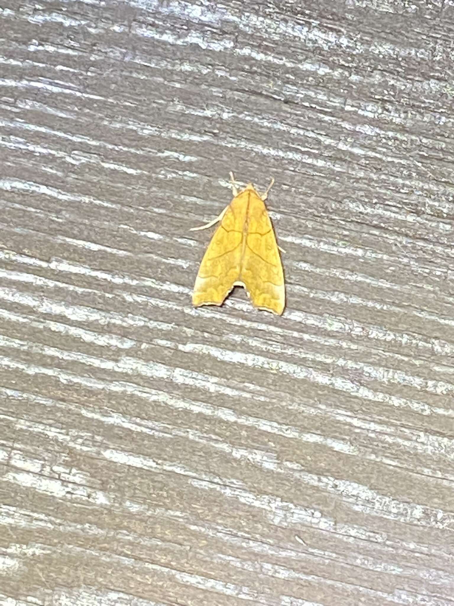 Image of Yellow Scallop Moth