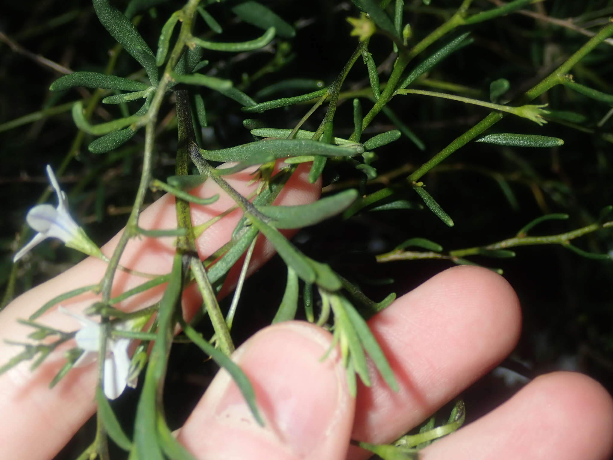 Plancia ëd Cyphanthera racemosa (F. Müll.) L. Haegi