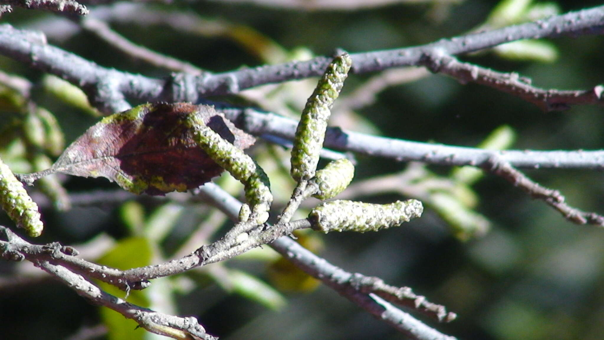 Imagem de Alnus jorullensis Kunth