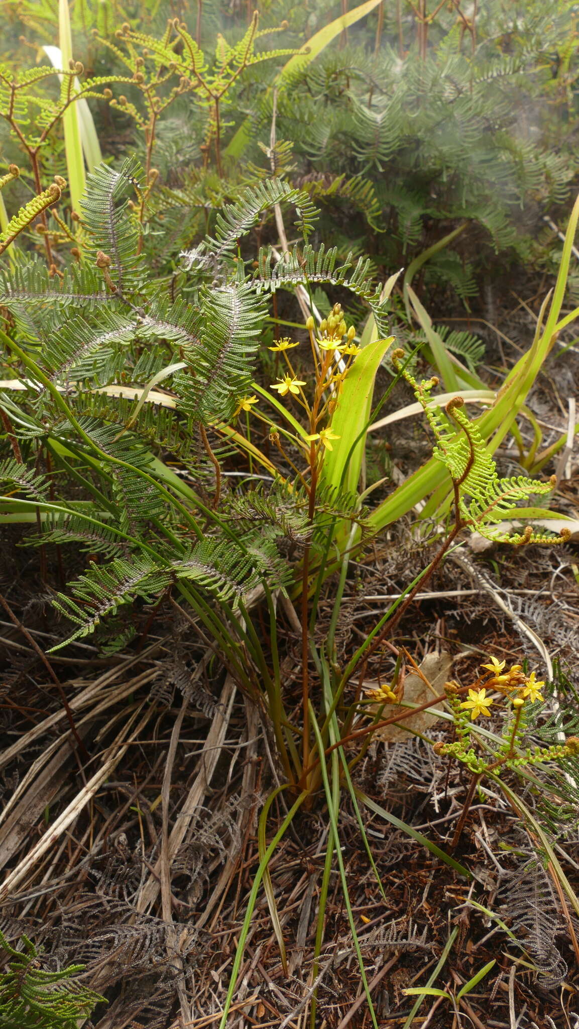 Image of Bulbinella modesta L. B. Moore