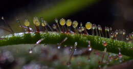 صورة Drosera hartmeyerorum Schlauer