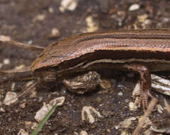 Image of common New Zealand skink