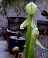 Image of California pitcherplant