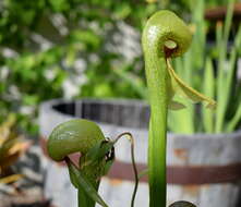 Image of California pitcherplant