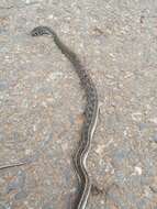 Image of buff striped keelback