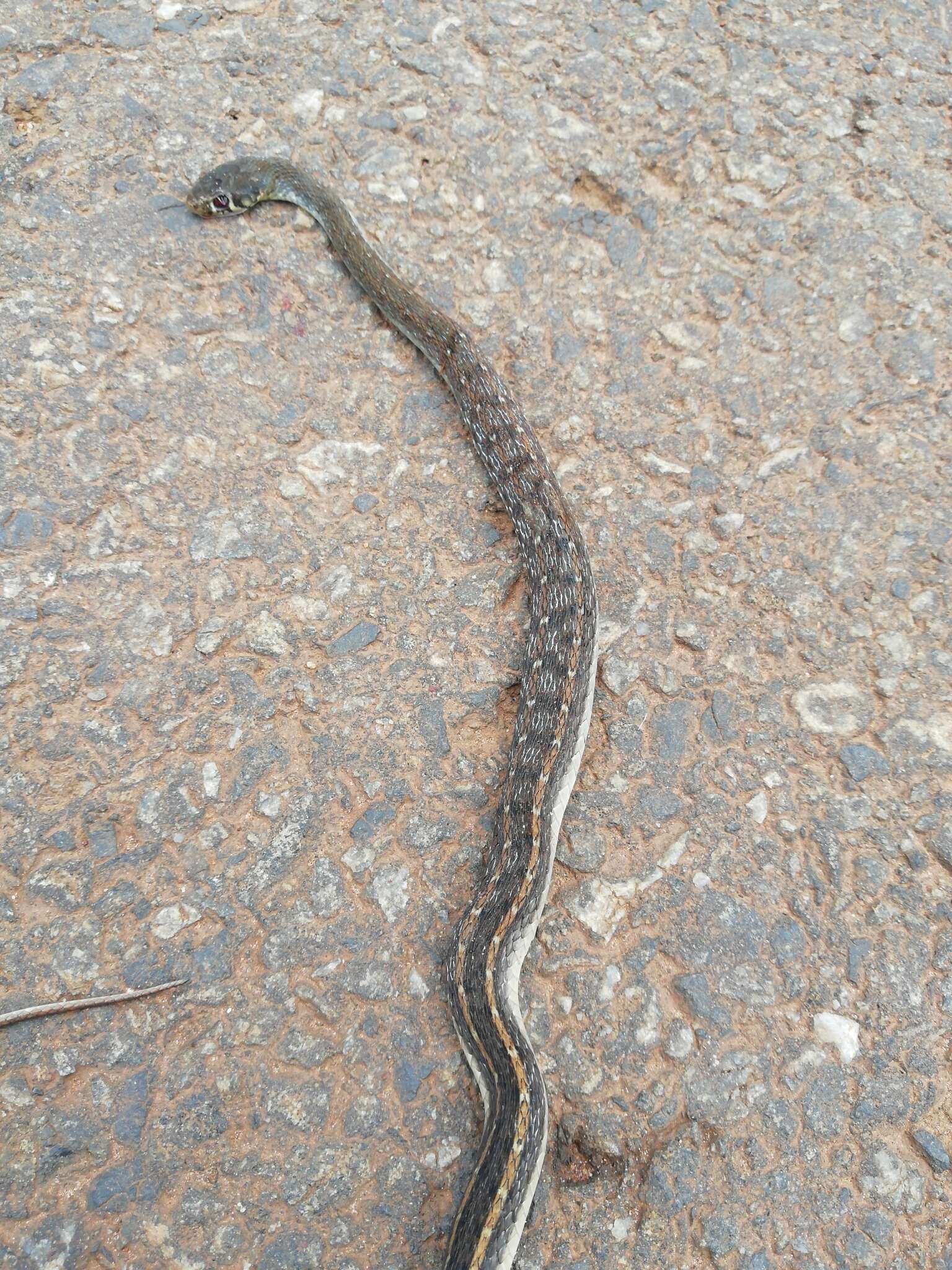 Image of buff striped keelback