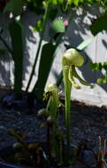 Image of California pitcherplant