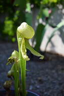 Image of California pitcherplant