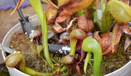 Image of California pitcherplant