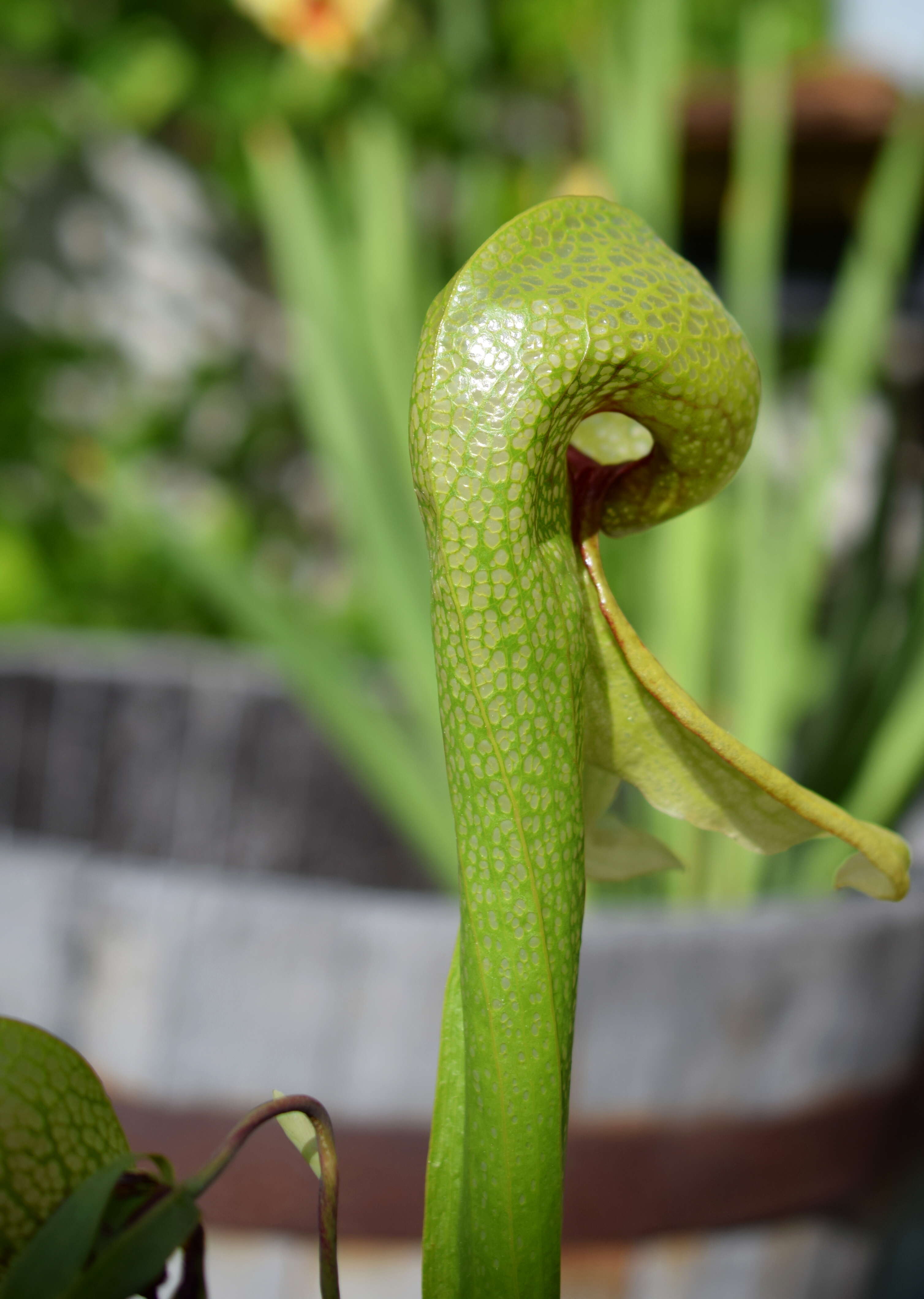 Image of California pitcherplant