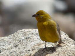 Image of Greater Yellow Finch