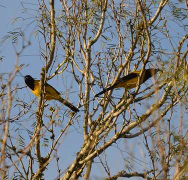 Image of Audubon's Oriole