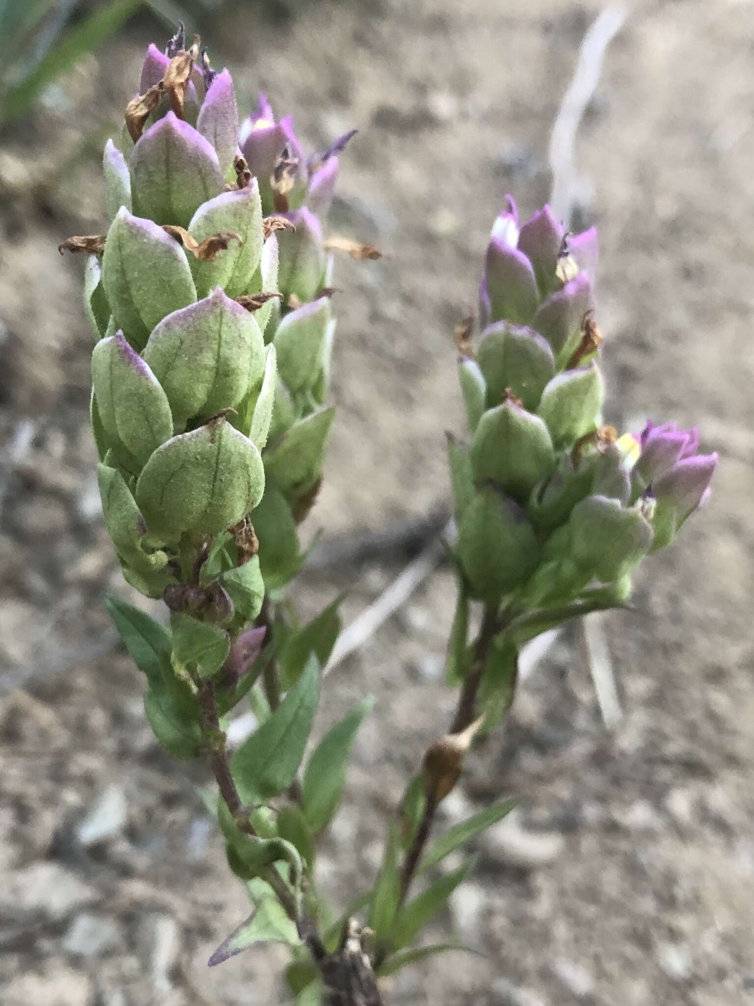 Image of mountain owl's-clover