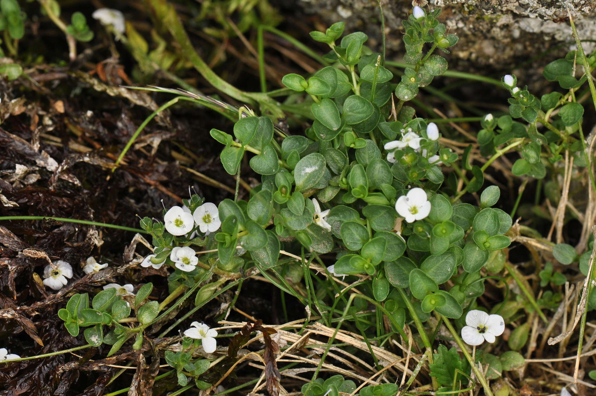 Слика од Veronica repens Clarion ex DC.