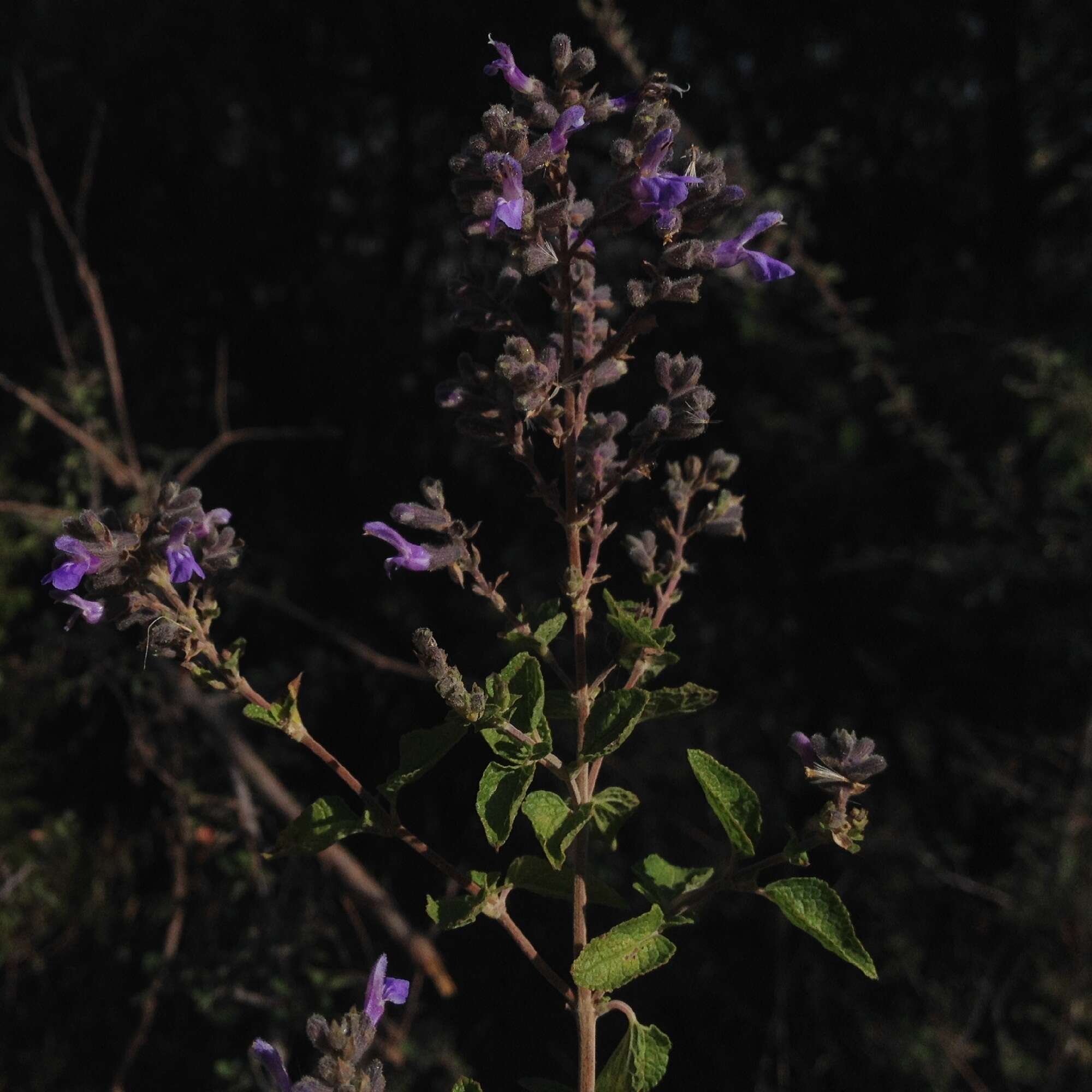 Salvia melissodora Lag. resmi