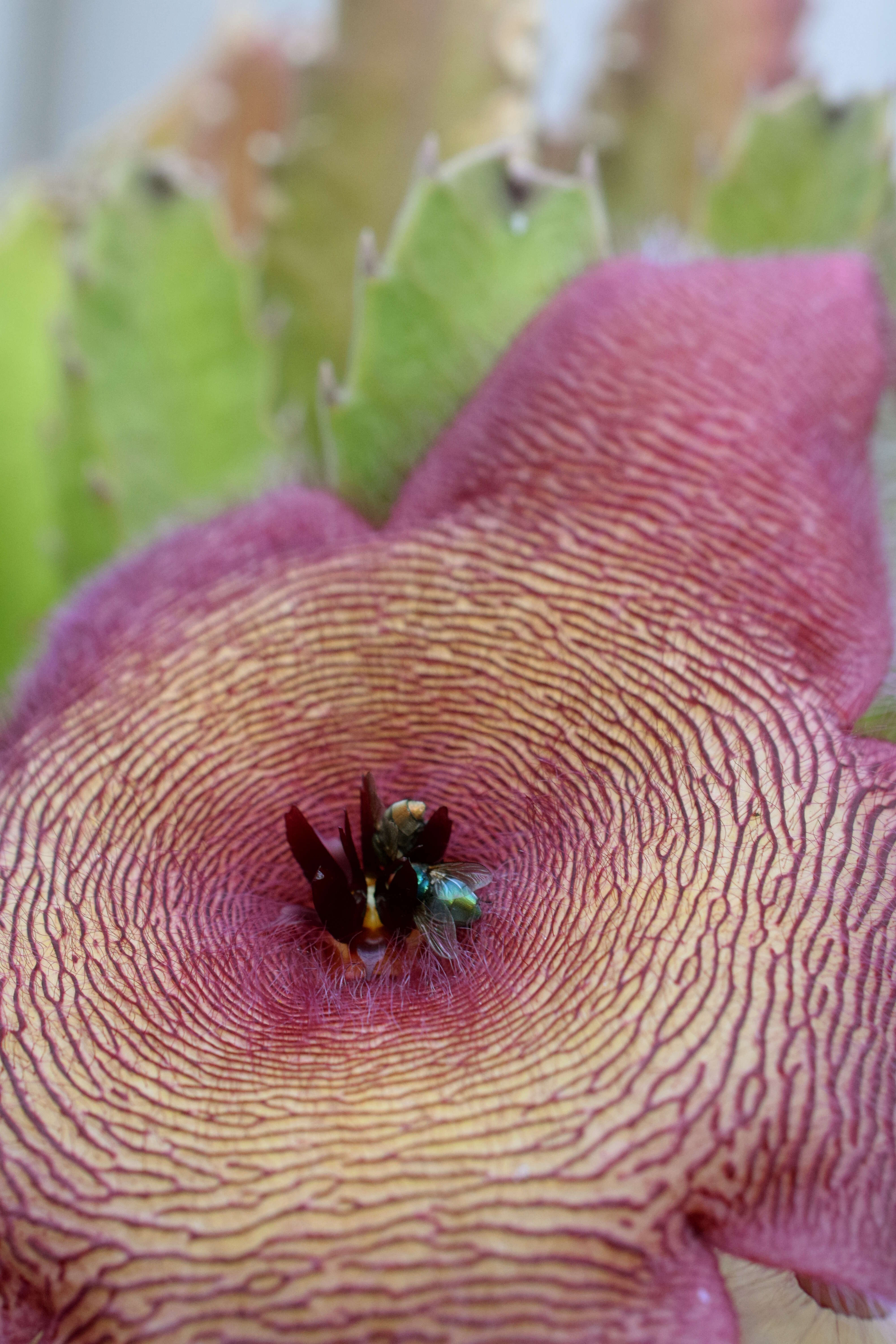 Image de Ceropegia grandiflora (Masson) Bruyns