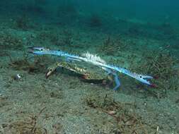 Image of Pacific blue swimming crab