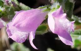 Eremophila behriana (F. Muell.) F. Muell. resmi