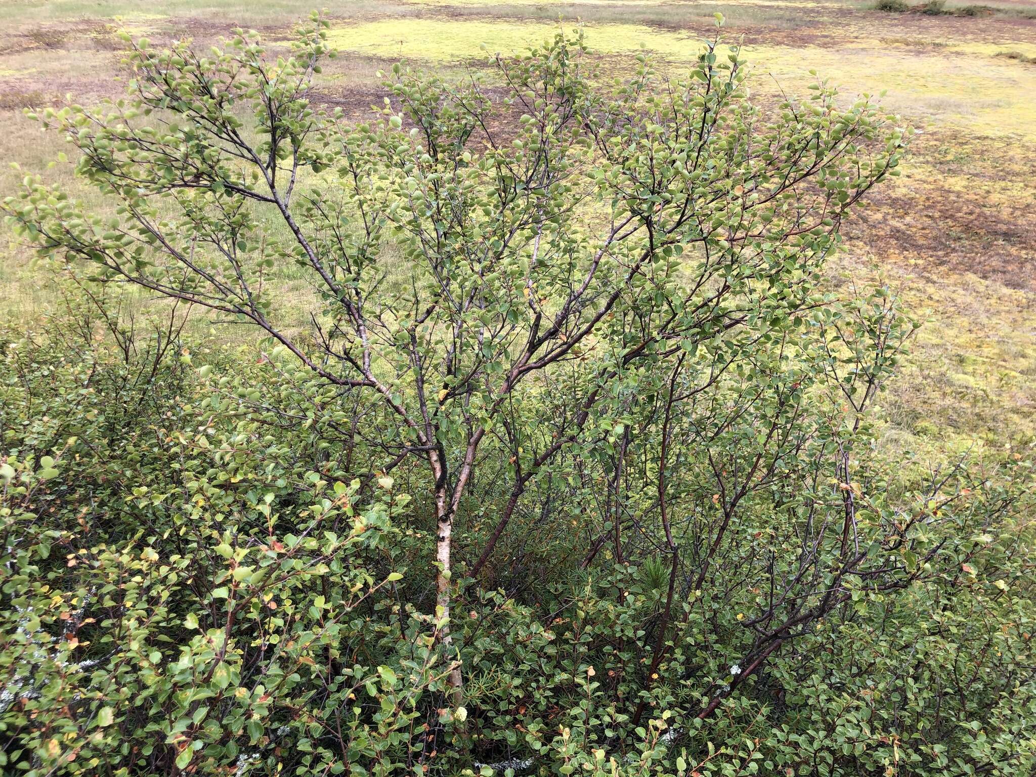 Image of Betula intermedia (Hartm.) E. Thomas ex Gaudin