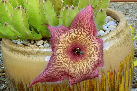 Image de Ceropegia grandiflora (Masson) Bruyns