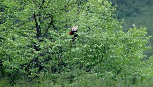 Imagem de Ailurus fulgens styani Thomas 1902