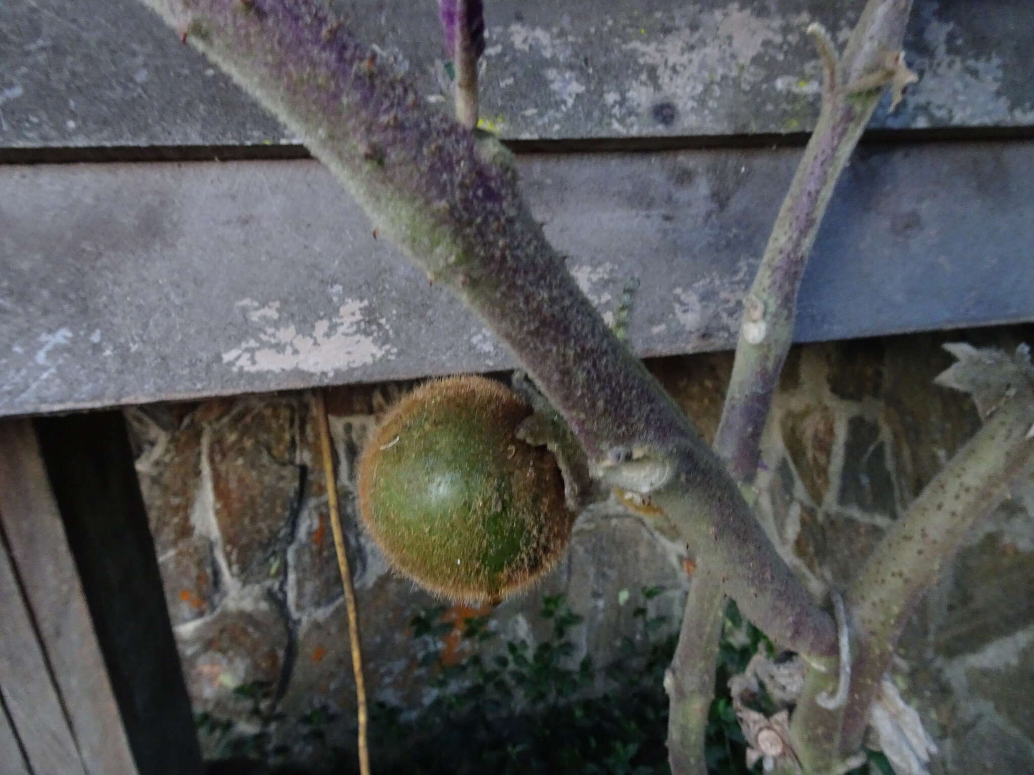 Image of naranjilla