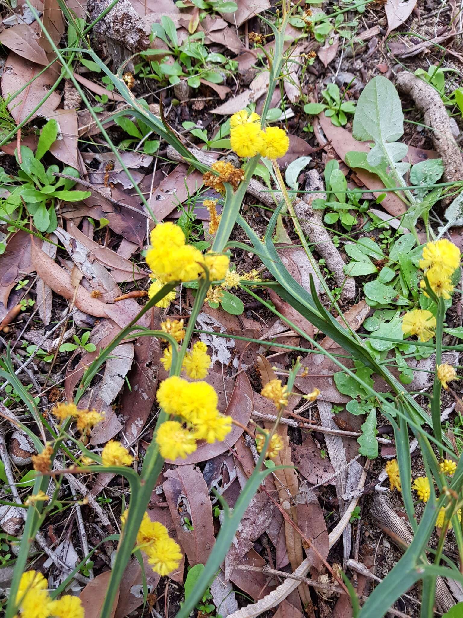 Imagem de Acacia trigonophylla Meisn.