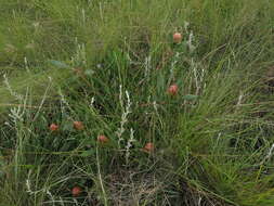 Image of Protea simplex E. Phillips