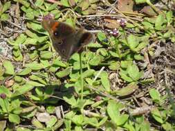 Sivun Junonia stemosa kuva