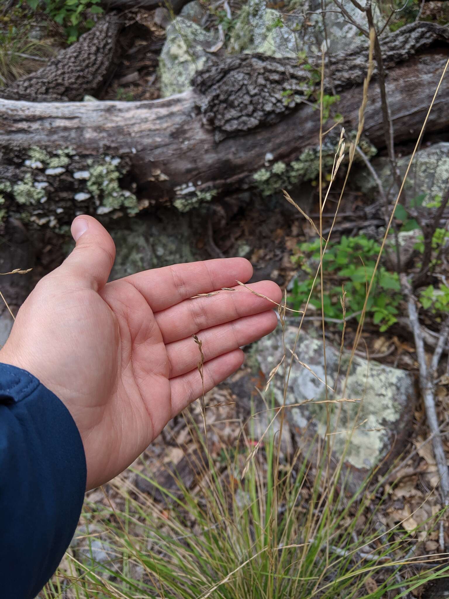 Image of Guadalupe fescue