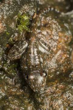 Image of Netravali Leaping Frog