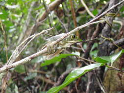 Image of Barbour's Forest Treefrog