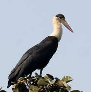 Image of Asian Woolly-necked Stork